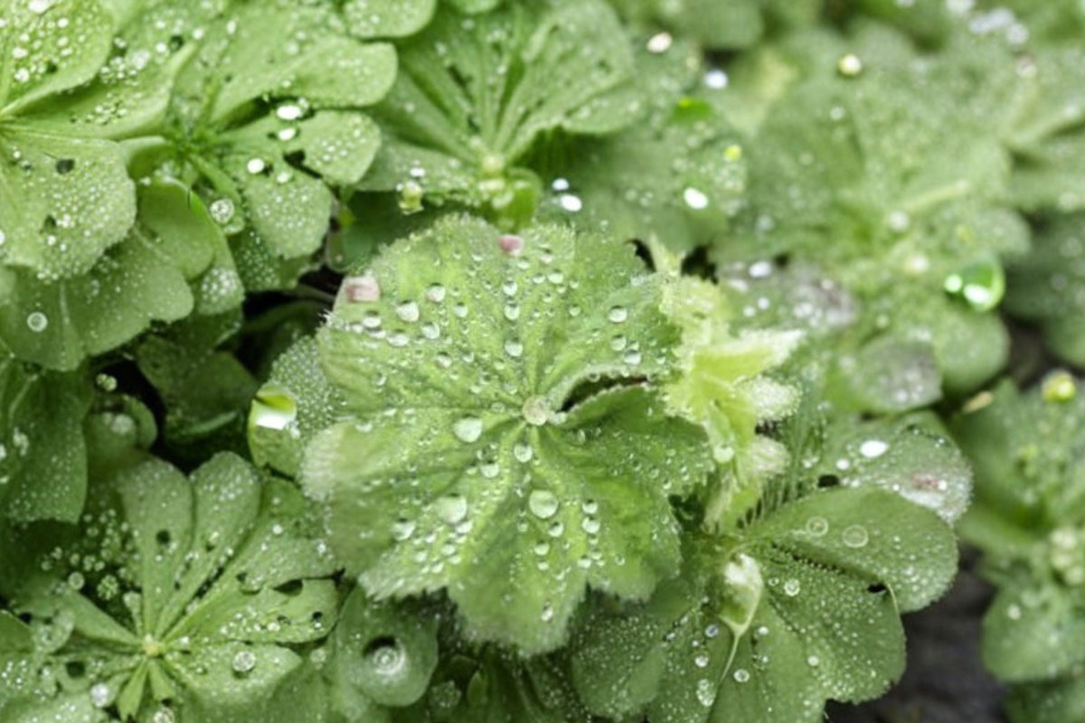 Alchemilla 'Thriller' Live Plant – 2-4" Well-Rooted Plug, Lady's Mantle Perennial Groundcover
