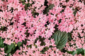 Pink Profusion Pentas – 2 Live Plants, Pentas lanceolata, 4–6 in tall, No Pot