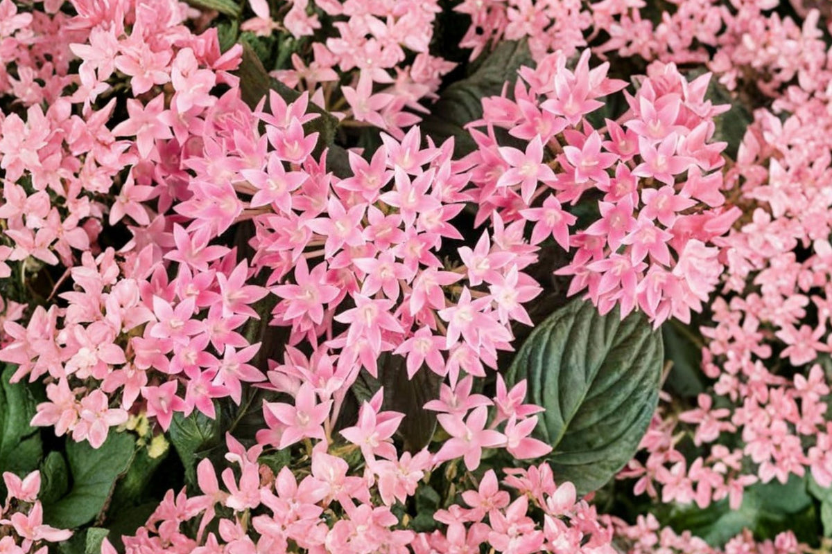 Pink Profusion Pentas – 2 Live Plants, Pentas lanceolata, 4–6 in tall, No Pot