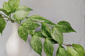 Hoya Polyneura Jasminka Live Plant - Fully Rooted Cutting, Variegated Hoya Collector Plant