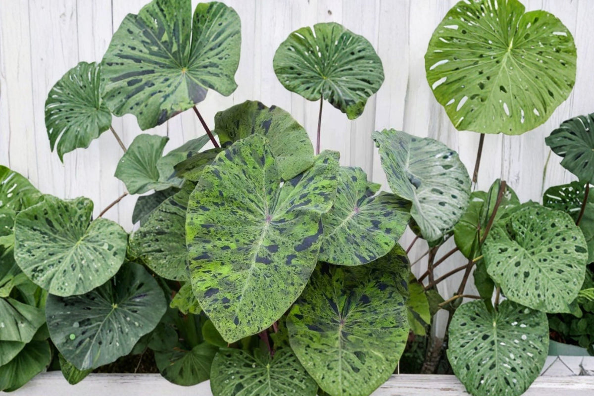 Mojito Colocasia Live Plant - 6–10 in tall, 3 inch pot | Colocasia esculenta Mojito