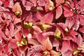 Alabama Sunset Coleus – 3 Live Rooted Starter Plants, 5–9 Inches Tall