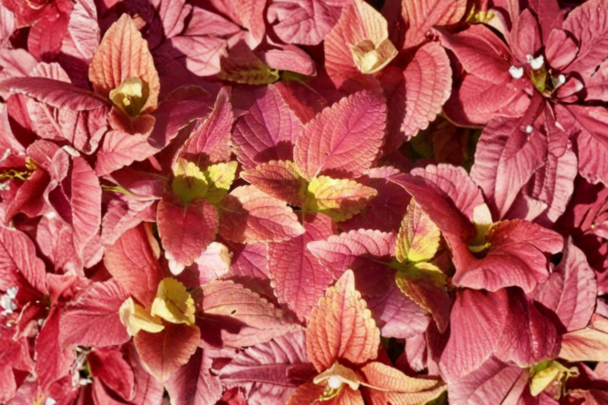 Alabama Sunset Coleus – 3 Live Rooted Starter Plants, 5–9 Inches Tall