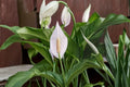 Peace Lily Spathiphyllum Live Plant - 10-15 Inches, 1 Gallon, Shipped Without Pot