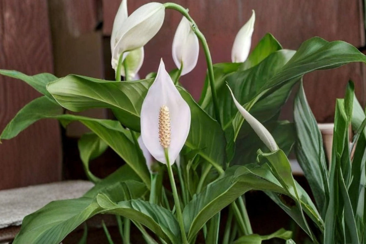 Peace Lily Spathiphyllum Live Plant - 10-15 Inches, 1 Gallon, Shipped Without Pot