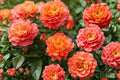 Westerland Climbing Rose Live Plant (4–6 in) - Orange-Apricot Fragrant Climber, Rooted Plant
