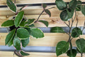 Hoya Flamingo Dream Live Plant - Rooted 4-Inch Pot, Variegated Wax Plant