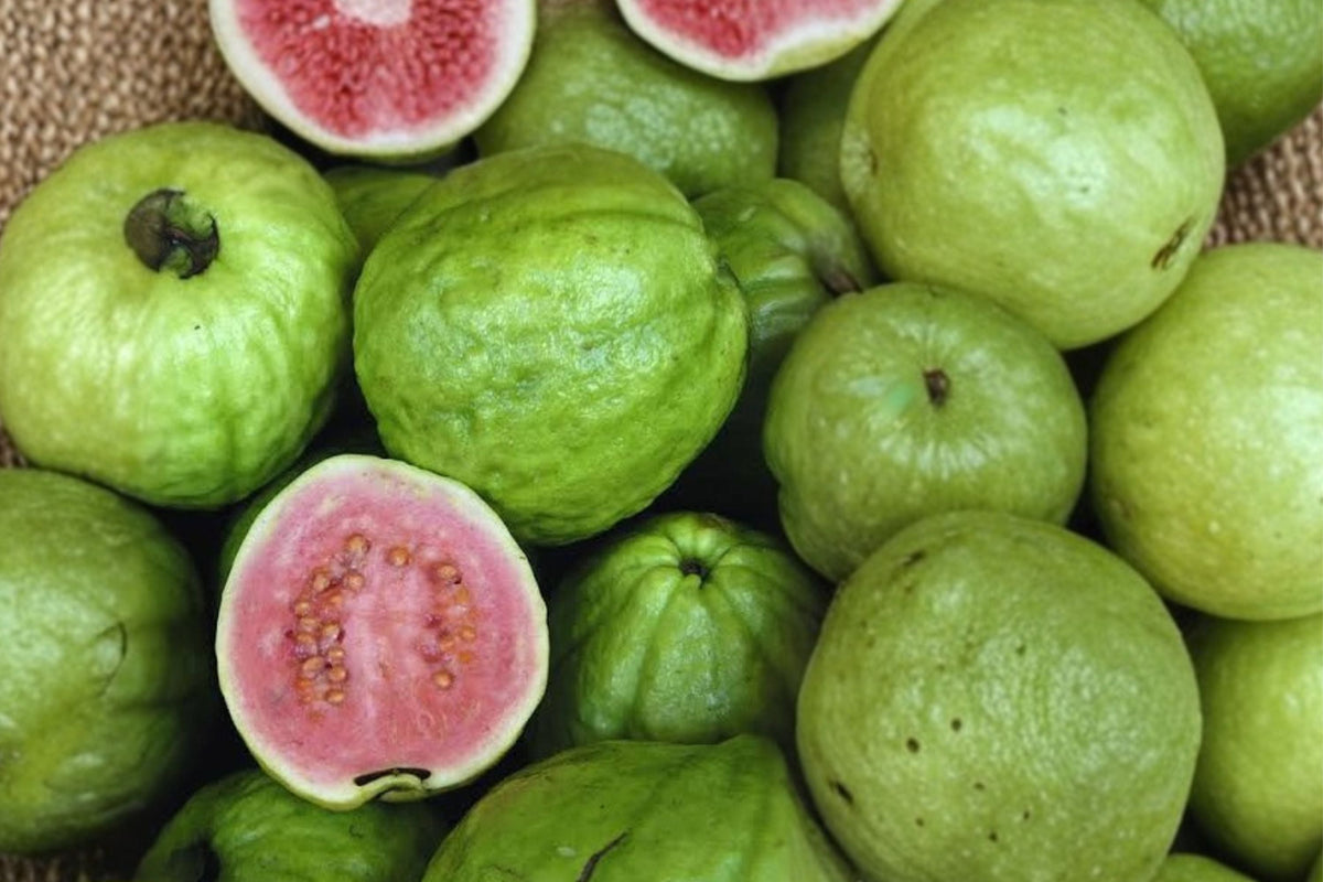 Barbie Pink Guava Live Plant - Psidium guajava, Pink Flesh, 3-8+ Inches Tall, Starter Tree