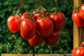 Goliath Tomato - 4 Live Plants (6–10+ in, 60+ Days Old) Established Tomato Starter Plants