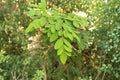Moringa Tree Seeds - 25 Seeds | Moringa oleifera