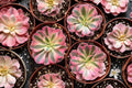 Maggie Aeonium Live Plant – Bare Root Succulent | Rare Colorful Rosette