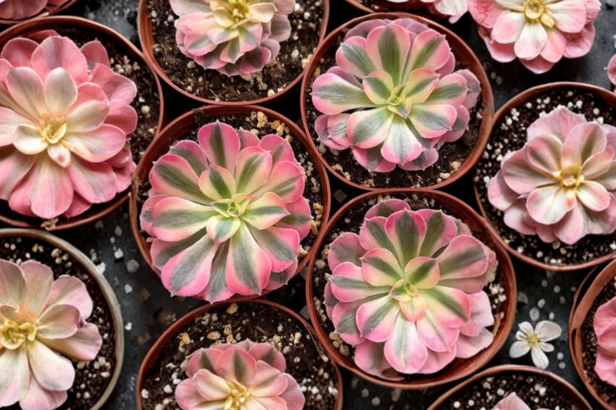 Maggie Aeonium Live Plant – Bare Root Succulent | Rare Colorful Rosette