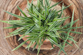 Variegated Spider Plant (Chlorophytum) – Live, 4-Inch Pot – Green & White Foliage, Easy Care Indoor Plant