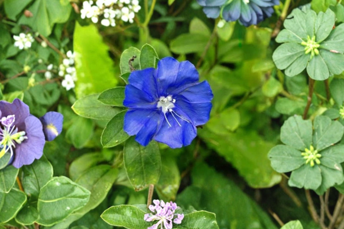 Evolvulus Blue Daze Live Plant - 3-6 in., Blue Flowering Groundcover, Drought-Tolerant Starter Plant