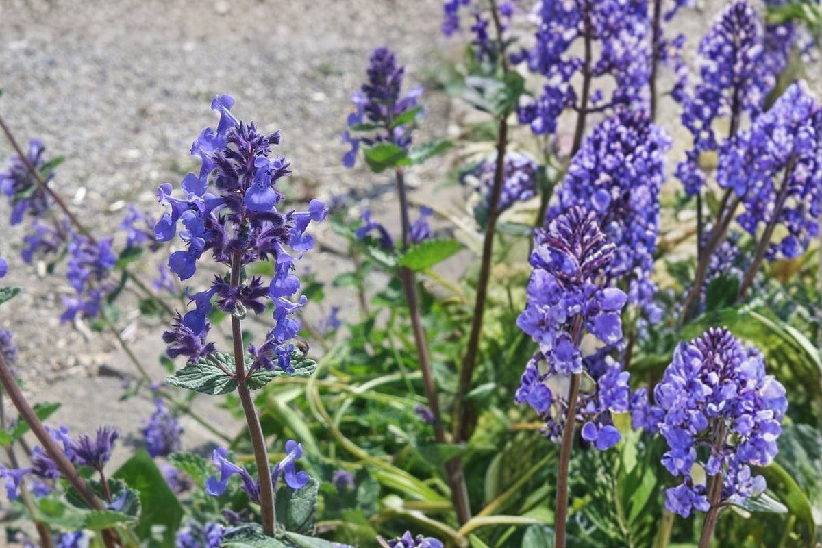 Catmint Nepeta Live Plant - 3-Inch Pot, Fragrant Purple-Blue Flowers