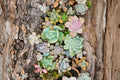 Imported Ink Printing Succulent - 5 Bare Root Live Plants, Rosette Decorative Collection