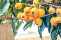 Loquat Fruit Trees - 2 Live Seed-Grown Plants, 7+ Inches Tall (Eriobotrya japonica) - Without Pot