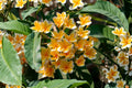 Yellow Plumeria Live Plant (6-Inch) - Plumeria rubra Acutifolia Type | Fragrant Tropical Flowering Plant