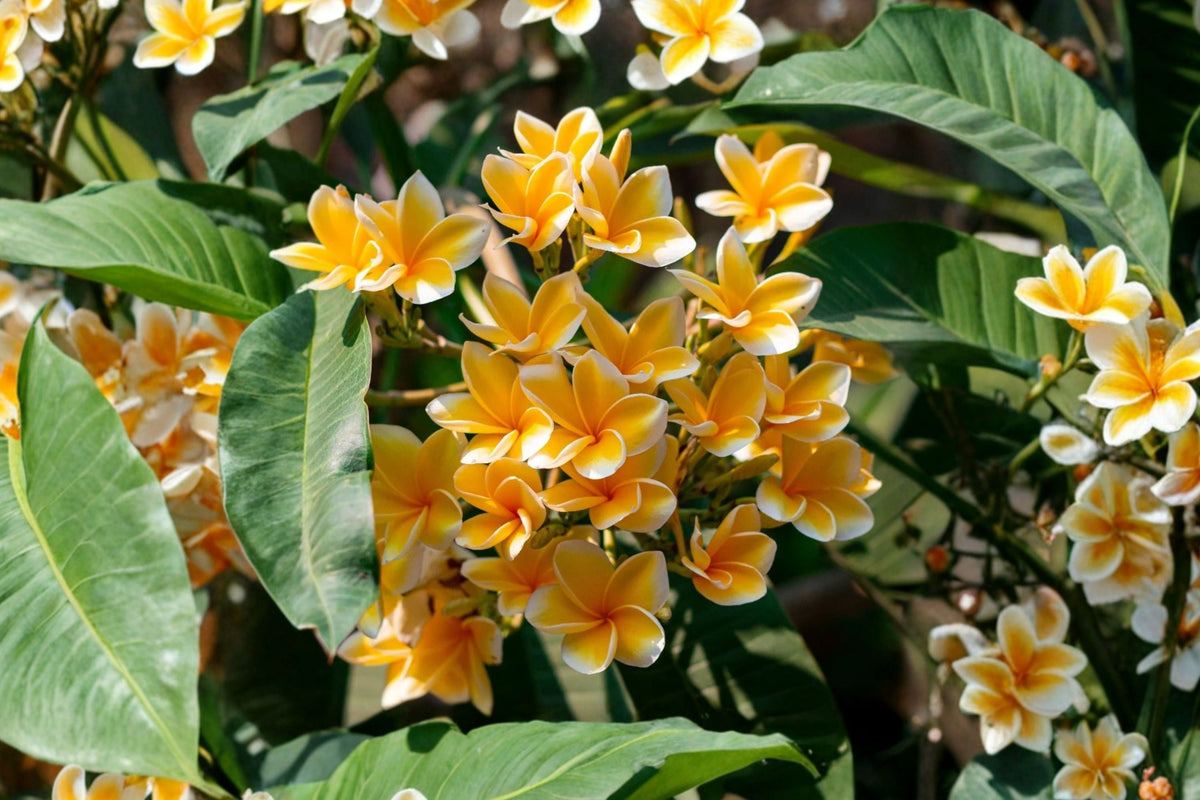 Yellow Plumeria Live Plant (6-Inch) - Plumeria rubra Acutifolia Type | Fragrant Tropical Flowering Plant