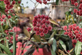 Hoya sp. aff. burtoniae Live Plant – 5-Inch Pot | Trailing Wax Plant | Pink Red Sun-Stressed Foliage