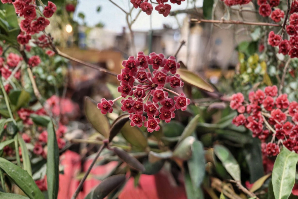 Hoya sp. aff. burtoniae Live Plant – 5-Inch Pot | Trailing Wax Plant | Pink Red Sun-Stressed Foliage