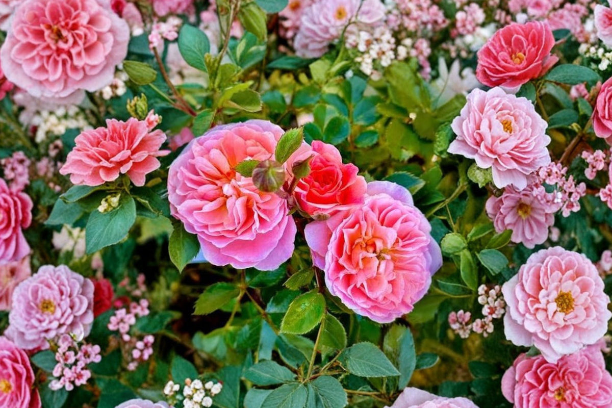 Rose Yunni Live Plant – 2-3 Gallon Shrub Rose with Cream & Apricot Double Flowers