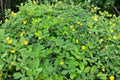 Peanut Live Plants – Arachis hypogaea (3 Plants in 4" Pots) Edible Legume