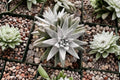 Dudleya gnoma Rare Succulent Live Plant - Bare Root 3-Inch Rosette