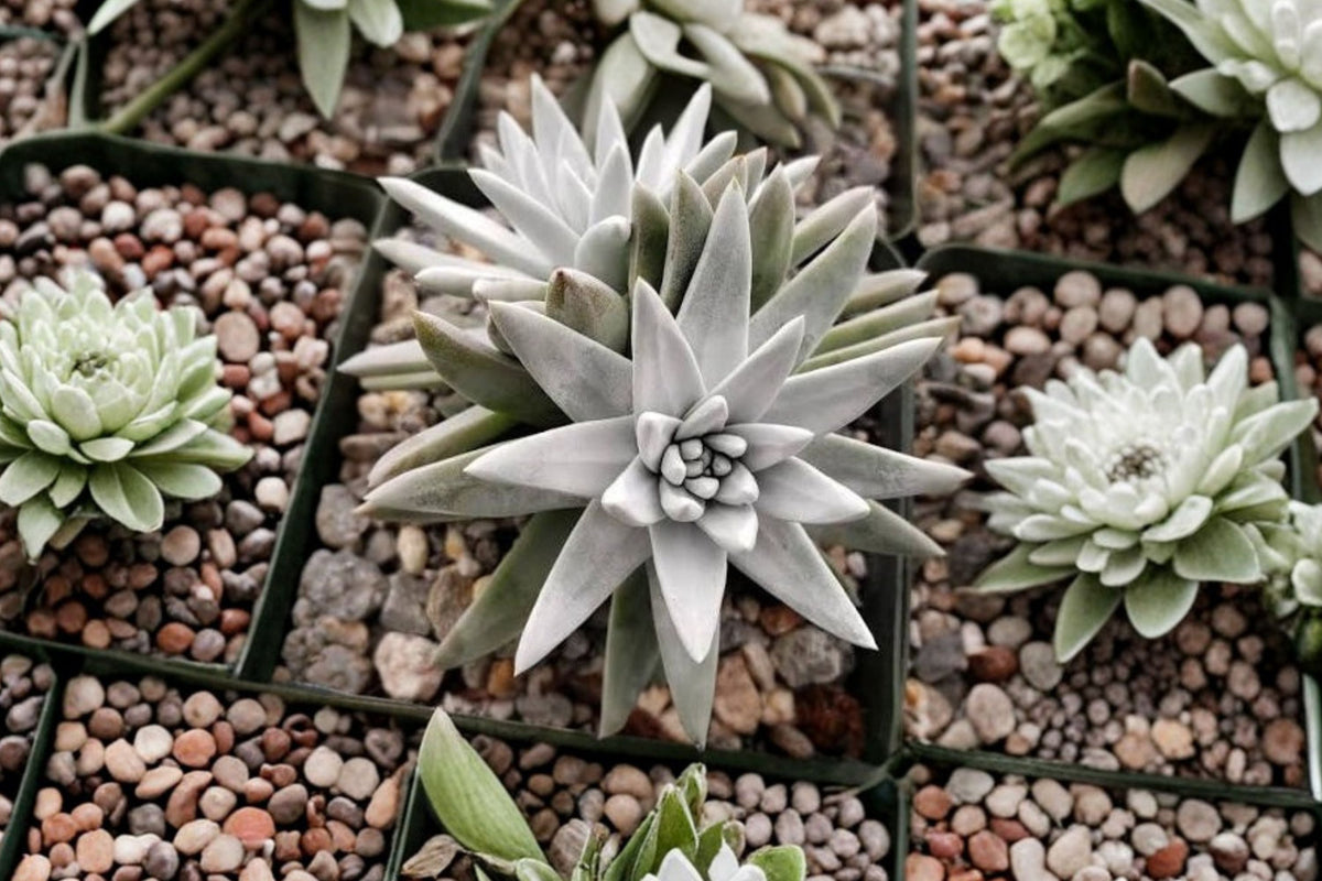 Dudleya gnoma Rare Succulent Live Plant - Bare Root 3-Inch Rosette