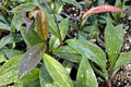 Hoya Pubicalyx Live Plant - 4-Inch Pot | Wax Plant Houseplant