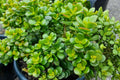 Crosby's Compact Jade Plant Cutting (Crassula ovata) - 17-24" Live Bare Root Jade with Bonus Cutting