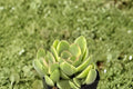 Variegated Crassula Money Maker Live Plant - 4-Inch Pot (Cream & Green) Succulent