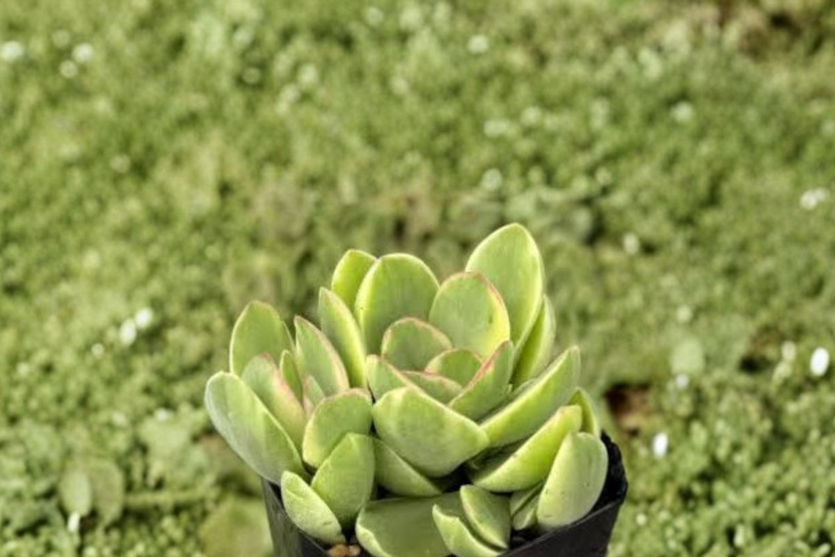 Variegated Crassula Money Maker Live Plant - 4-Inch Pot (Cream & Green) Succulent