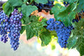 Merlot Wine Grape Vine Live Plant (Vitis vinifera) - 1–2 Year Old, Pruned & Well Rooted