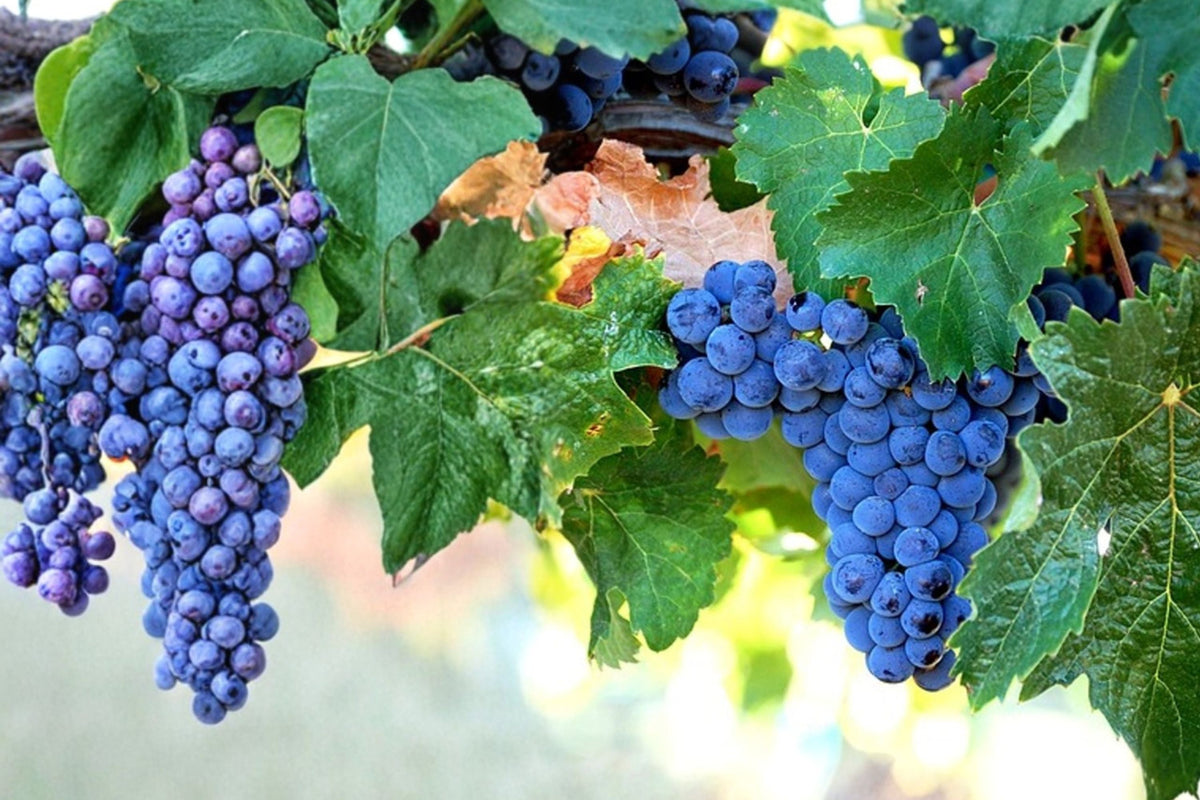Merlot Wine Grape Vine Live Plant (Vitis vinifera) - 1–2 Year Old, Pruned & Well Rooted