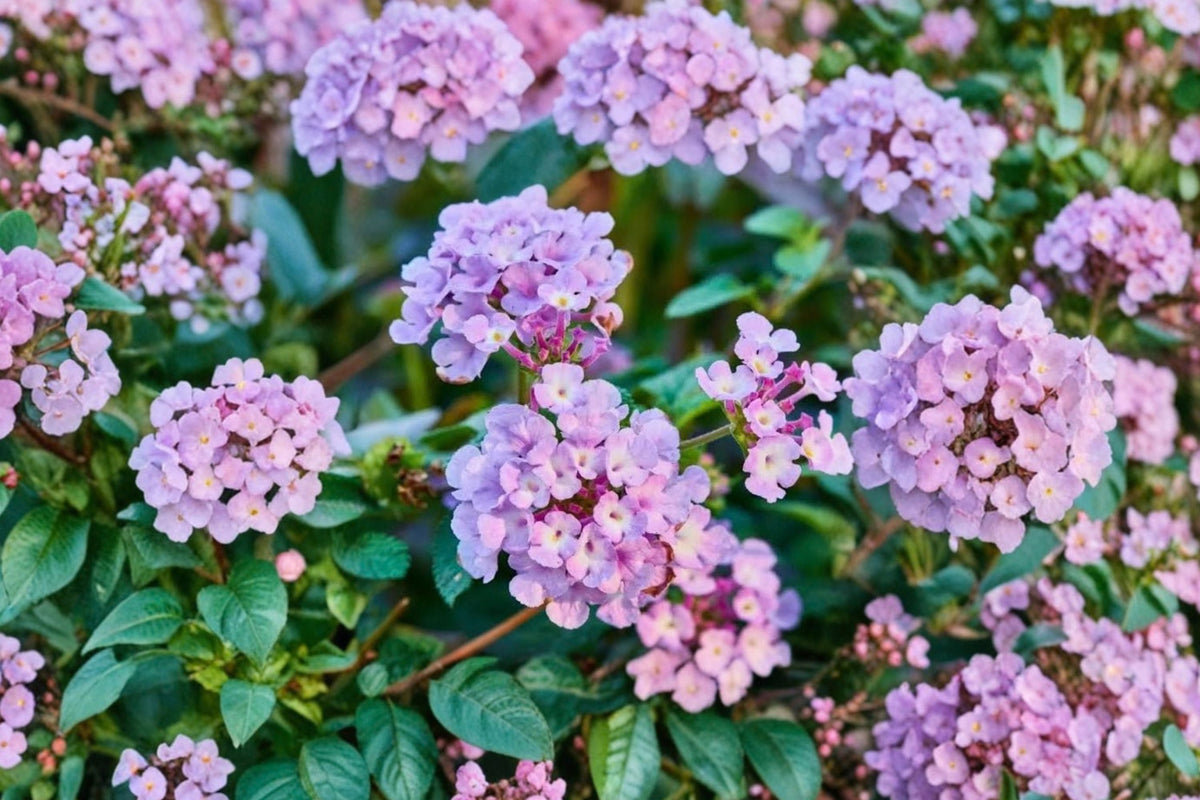 Purple Trailing Lantana - 4 Live Plants (6-9 in) - Groundcover, Full Sun