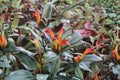 Black Pagoda Lipstick Plant - Live 4-Inch Starter (Aeschynanthus longicaulis) Zebra Foliage