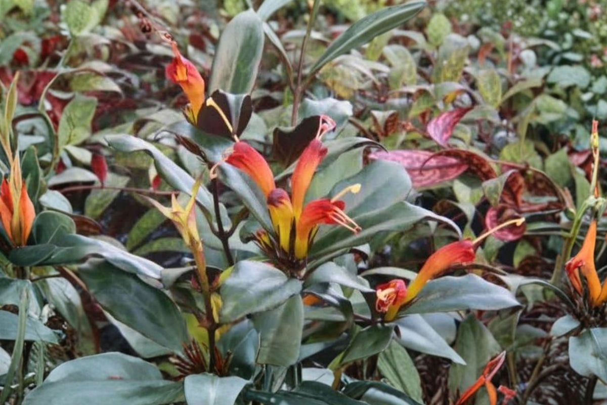 Black Pagoda Lipstick Plant - Live 4-Inch Starter (Aeschynanthus longicaulis) Zebra Foliage