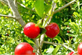 Barbados Cherry Live Plant (Acerola Cherry) 4-8 Inches Tall – Malpighia emarginata