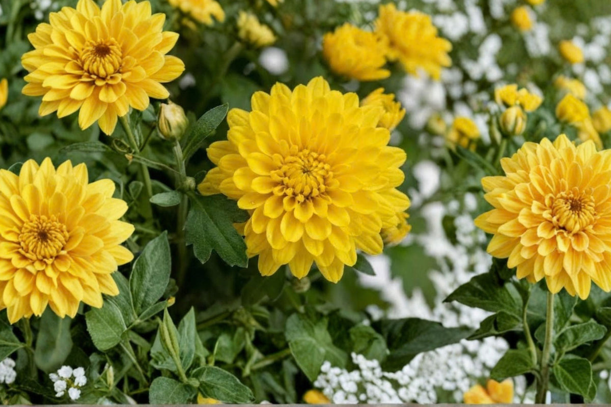 Yellow Chrysanthemum Mums - 2 Live Plants (5–7 in) - Yellow Flowering Garden Mums