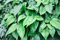 Green Grass Jelly Plant (Tiliacora triandra) Live Plant – Yanang Vine