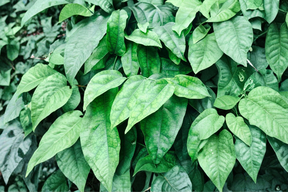 Green Grass Jelly Plant (Tiliacora triandra) Live Plant – Yanang Vine
