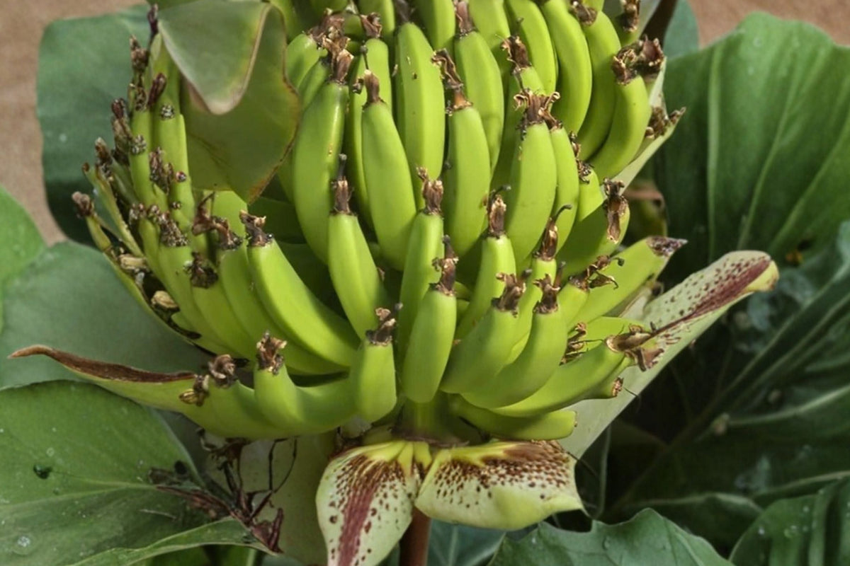 Dwarf Cavendish Banana Tree Live Plant (4–8 in) – Musa acuminata Starter Plant