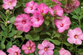 Luna Pink Hardy Hibiscus Live Plant - Bare Root, 4-8 Inches, Hibiscus moscheutos