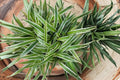 Variegated Spider Plant Live Starter (Chlorophytum comosum) - 10–12" Bare Root Hanging Houseplant