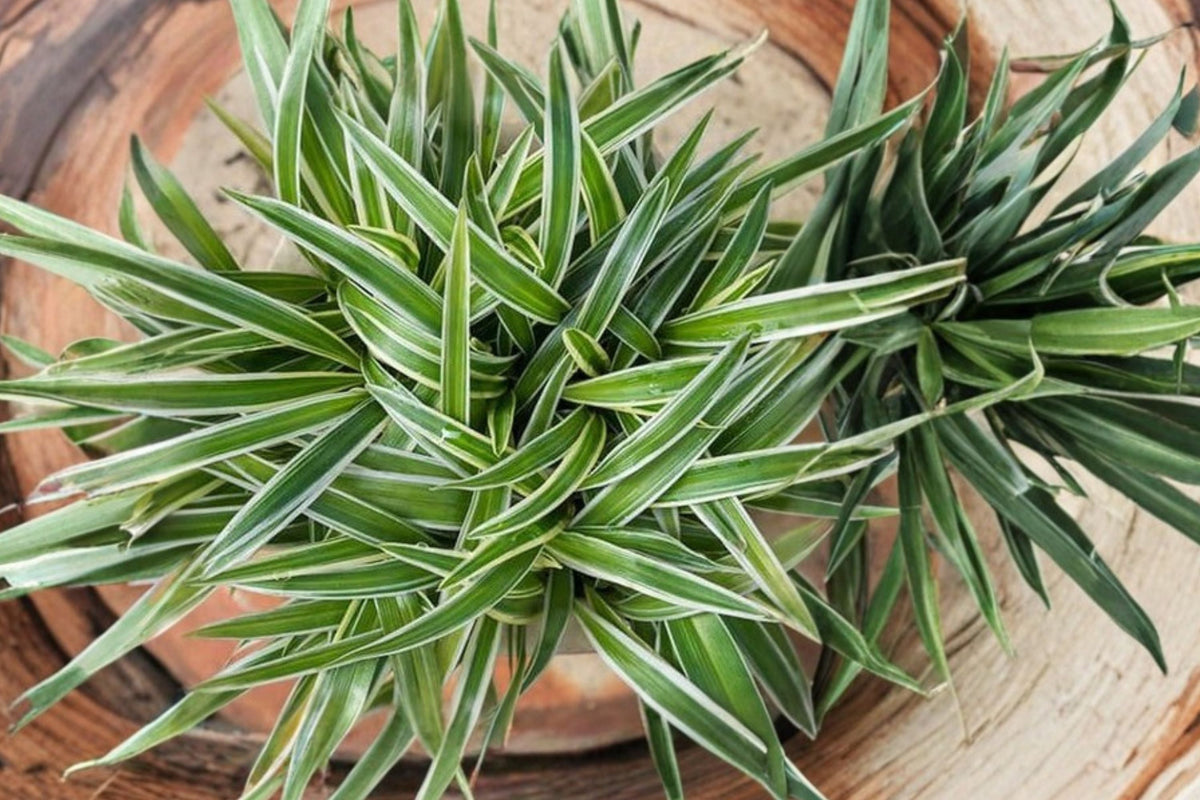Variegated Spider Plant Live Starter (Chlorophytum comosum) - 10–12" Bare Root Hanging Houseplant