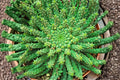 Euphorbia inermis Live Succulent – 5 Inch Bare Root Cluster