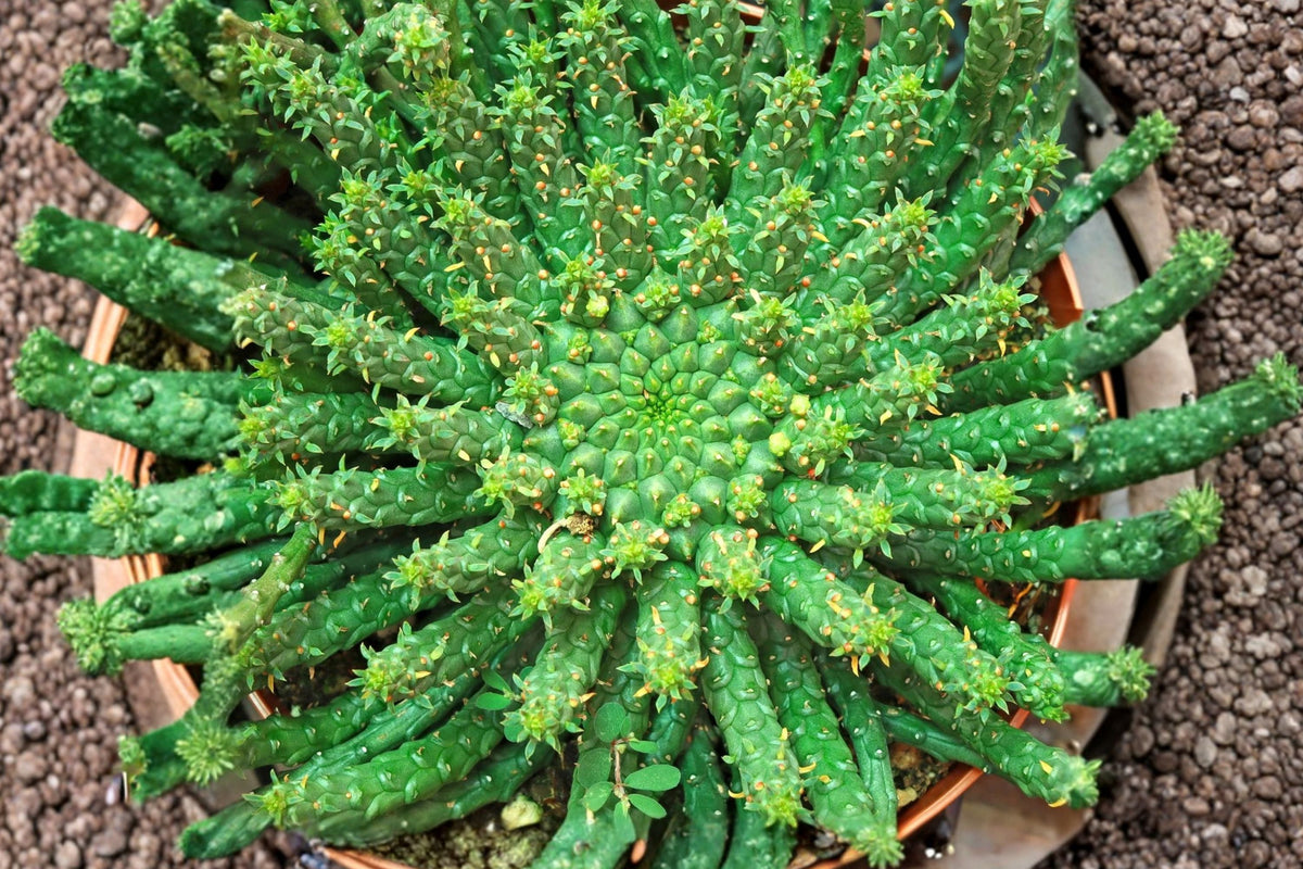 Euphorbia inermis Live Succulent – 5 Inch Bare Root Cluster