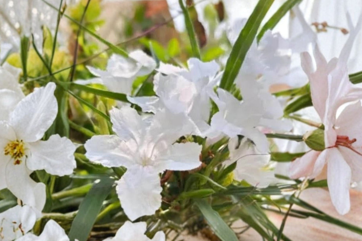 White Mexican Petunia Ruellia simplex - 6 Live Plants, 5–7 in tall