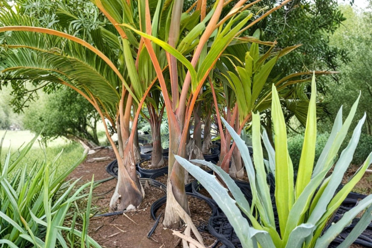 Triangle Palm Live Plant - Dypsis decaryi | 18–24 Inches Tall | 3 Gallon Pot